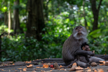 A Mother Monkey lovingly interacts with her Baby in a lush green forest 