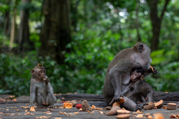 A playful group of monkeys enjoys their time in a vibrant, biodiverse jungle
