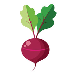 Beetroot isolated on white background. Beetroot flat icon. radish isolated on white background