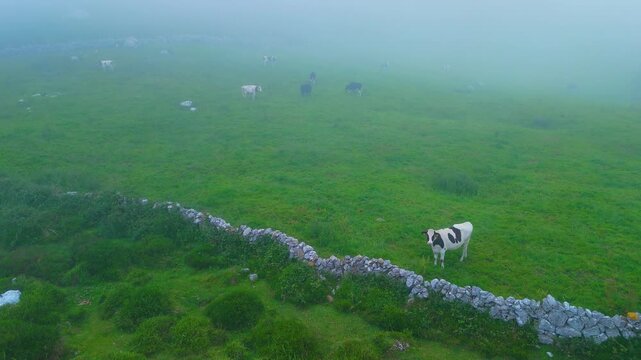 Fog in the spring landscape of pastures and Pasiegas cabins in the Natural Park of the Collados del As&oacute;n. Aerial view from a drone. Hills of Ason Natural Park. Soba Valley, Cantabria, Spain, Europe