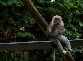 Obraz premium A Relaxed Monkey Comfortably Sitting on a Wooden Rail in Its Natural Habitat