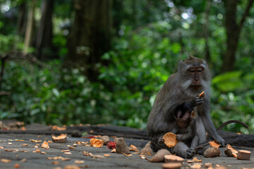 A Playful Monkey Family Found in a Beautiful Jungle Setting Filled with Nature