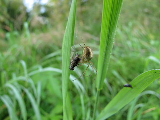 Herbstspinne auf Beutezug - Autumn spider on the prowl