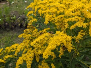 Riesen Goldrute - Solidago gigantea - in voller Blüte