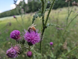Krause Distel (Carduus crispus) mit einer Honigbiene - thistle with a honey bee