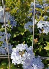 white flowers in the park