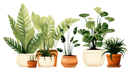 Obraz premium PNG Houseplants houseplant leaf white background.