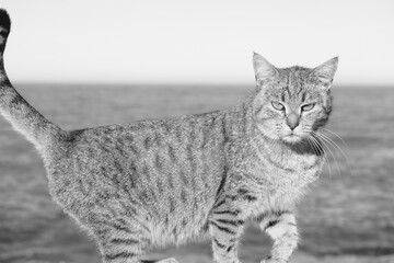 cat at the sea