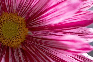 Obraz premium Flower from another planet