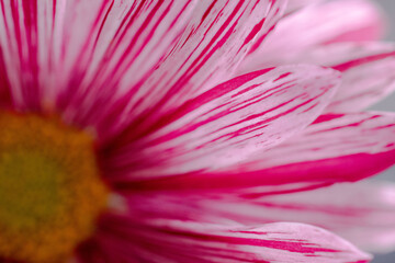 Flower from another planet