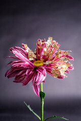 Flower from another planet