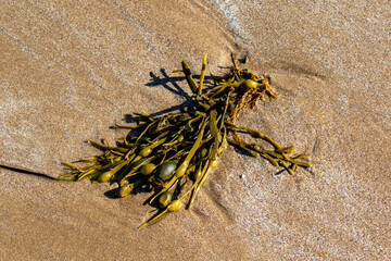 Seaweed on a beach with sand, alga