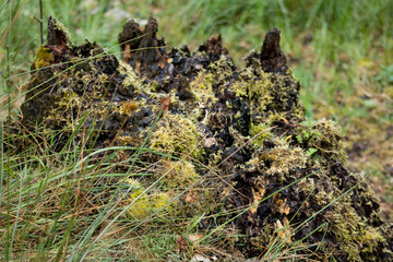 Tree stump covered in moss out of focus