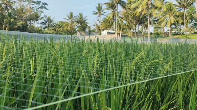 Immature oryza sativa with bird deterrent netting over it