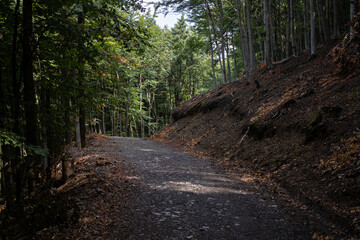 Uphill gravel road in middle of a forest