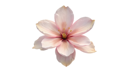 Blossom Flower Petal Plant Isolated on Transparent Background