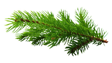 PNG Fir-tree branch nature plant green.