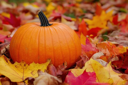 Thanksgiving celebration: events on november 25 throughout the autumn period