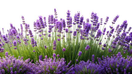 Obraz premium Bush Meadow Border Lavender Flower Isolated on Transparent Background