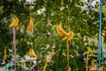 Valmiera, Latvia - August 17, 2024 - Summer festival. Bunches of bananas hang from tree branches by colorful ribbons in an outdoor setting, creating a playful and whimsical display.