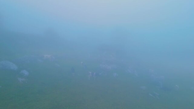 Fog in the spring landscape of pastures and Pasiegas cabins in the Natural Park of the Collados del As&oacute;n. Aerial view from a drone. Hills of Ason Natural Park. Soba Valley, Cantabria, Spain, Europe