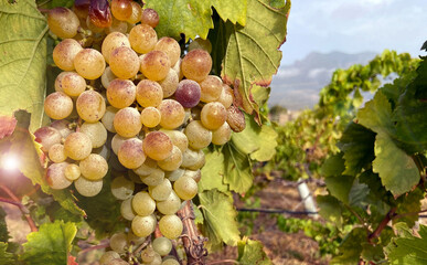 Ripe white grape in the winery, beautiful agricultural scene on harvest season, grapes valley at fall, vineyard industry of Guimar,Tenerife,Canary Islands,Spain.Selective focus.