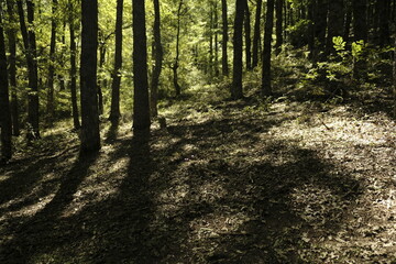 Fototapeta premium path in the forest