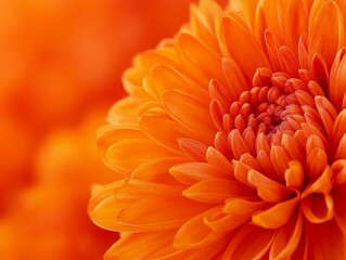 Closeup of a Vibrant Orange Flower A Macro Perspective on Soft Petals and Vivid Hues