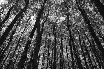 Obraz premium Trees alone