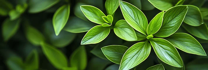 Abstract green plant, panorama wallpaper, the fresh and soothing greenness of nature