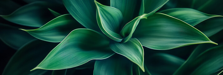 Obraz premium Abstract green plant, panorama wallpaper, the fresh and soothing greenness of nature