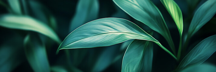 Abstract green plant, panorama wallpaper, the fresh and soothing greenness of nature