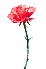 pink rose isolated on transparent background. flower without background object for design and advertising