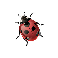 beetle, ladybug, glossy beetle, vector illustration, summer, sun, white background