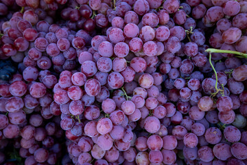 Ripe Merlot or Cabernet Sauvignon red wine grapes ready to harvest in Pomerol, Saint-Emilion wine making region, France, Bordeaux