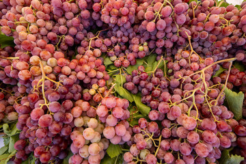 Ripe Merlot or Cabernet Sauvignon red wine grapes ready to harvest in Pomerol, Saint-Emilion wine making region, France, Bordeaux