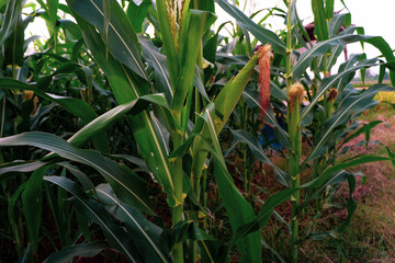 Corn field close up. Selective focus. Green Maize Corn Field Plantation in Summer Agricultural Season. Close up of corn on the cob in a field