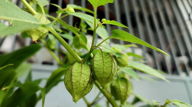 Physalis angulata bearing fruit is blown by the wind in the yard with a blurred background of the fence. Ceplukan. Cecendet. Nature background