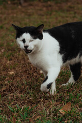 Fototapeta premium A Sneezing Black and White Cat