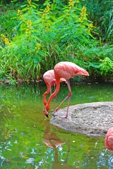 pink flamingo in the water