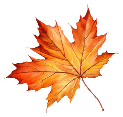 Fototapeta premium PNG Autumn leaf maple plant tree.