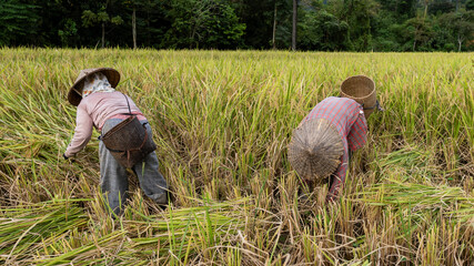 Farmers help harvest the rice by scythe no machine ,farmers work hard in rice field in harvest season