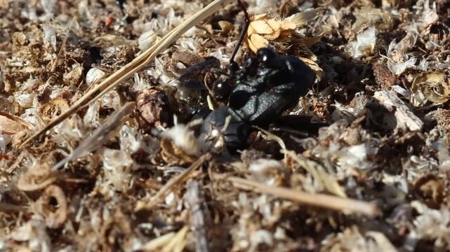 Escarabajo busca la entrada de un hormiguero para robar la comida a las hormigas, Bocairent, Espa&ntilde;a