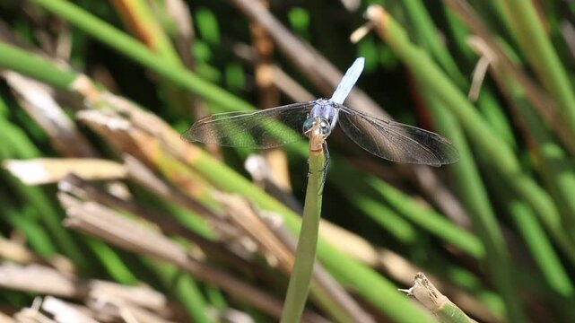 Libelula Orthetrum brunneum, Centinela azul, se esconde su cara tras junco, Bocairent, Espa&ntilde;a