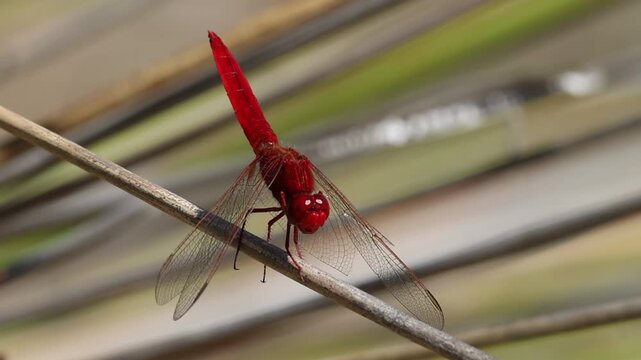 Lib&eacute;lula escarlata ( Crocothemis erythraea ) posada se limpia los ojos con sus patas, Bocairent, Espa&ntilde;a