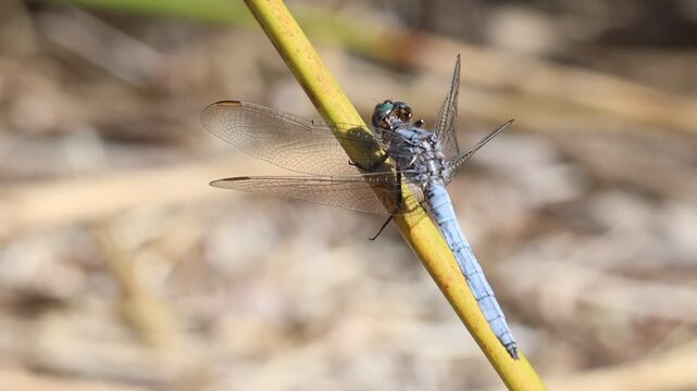 Libelula Orthetrum brunneum, Centinela azul posada sobre junco mecida por el viento, Bocairent, Espa&ntilde;a