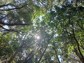 sun through trees