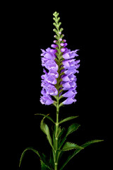 Physostegia virginiana flowers growing in the garden
