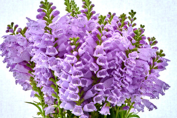 Physostegia virginiana flowers growing in the garden