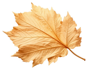 PNG Leaf plant tree fragility.
